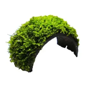 Coconut Arch with Java Moss