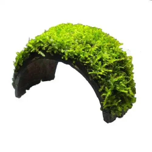 Coconut Arch with Java Moss