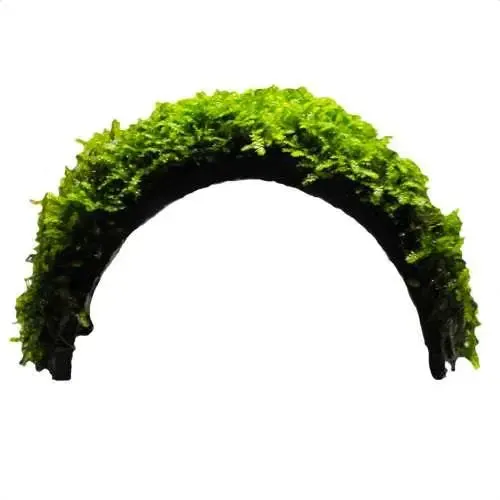 Coconut Arch with Java Moss