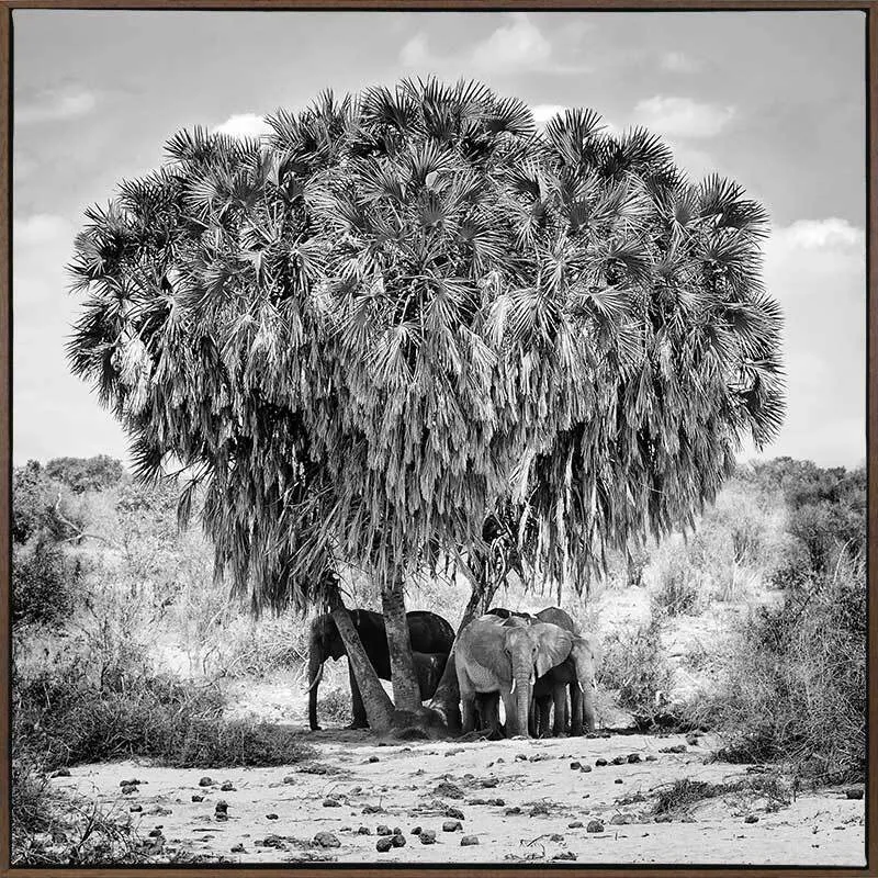 Elephants in Hiding Canvas Art Print