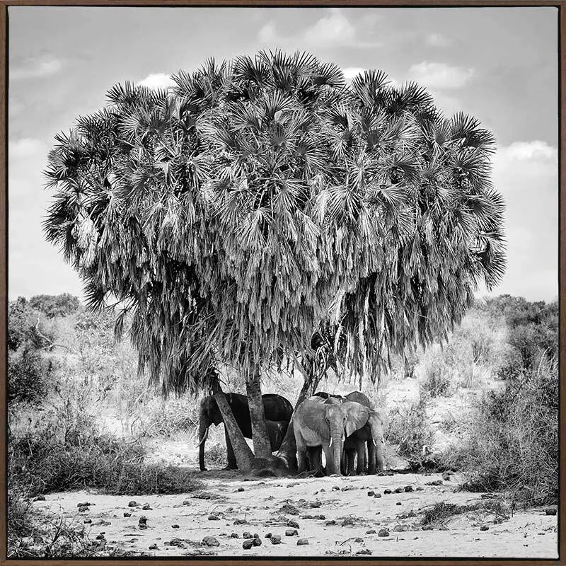Elephants in Hiding Canvas Art Print