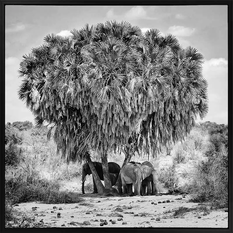 Elephants in Hiding Canvas Art Print