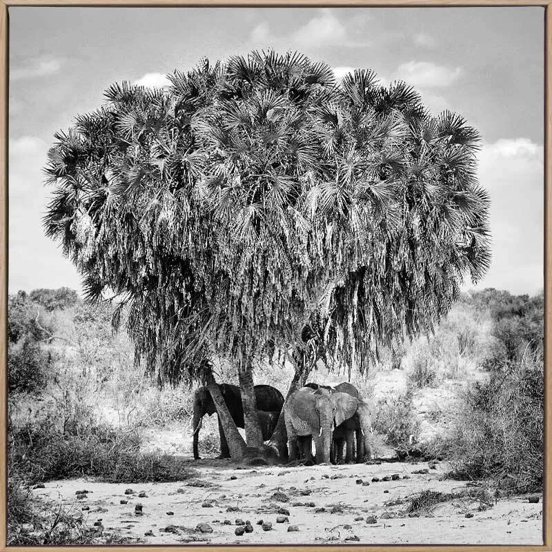 Elephants in Hiding Canvas Art Print