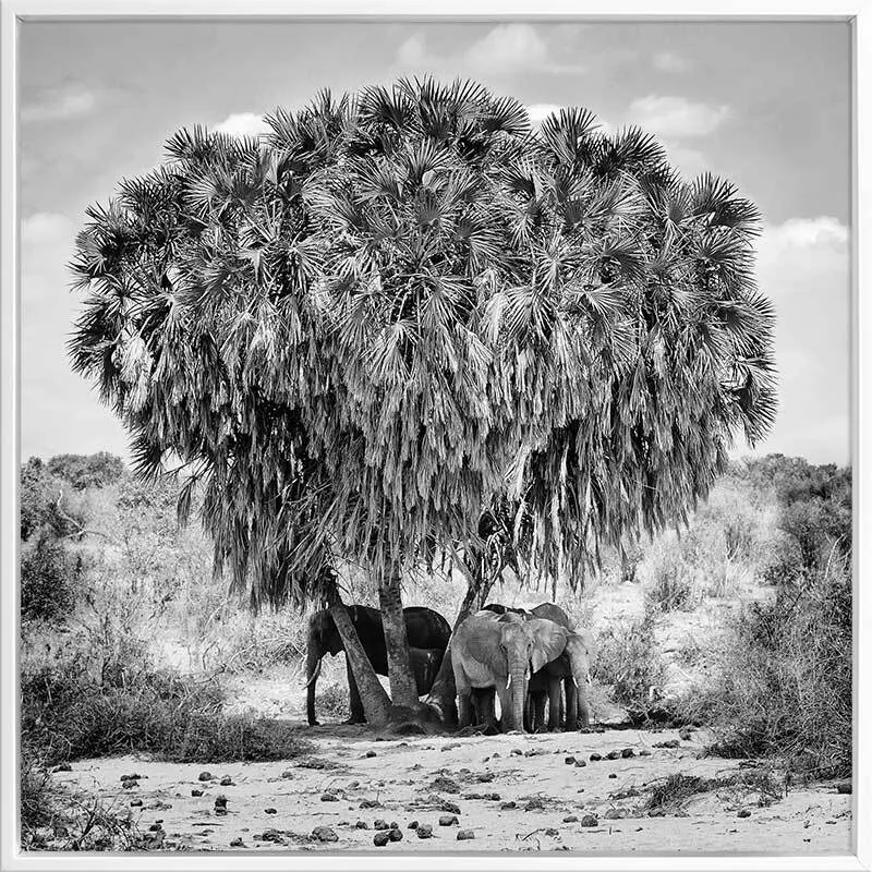 Elephants in Hiding Canvas Art Print