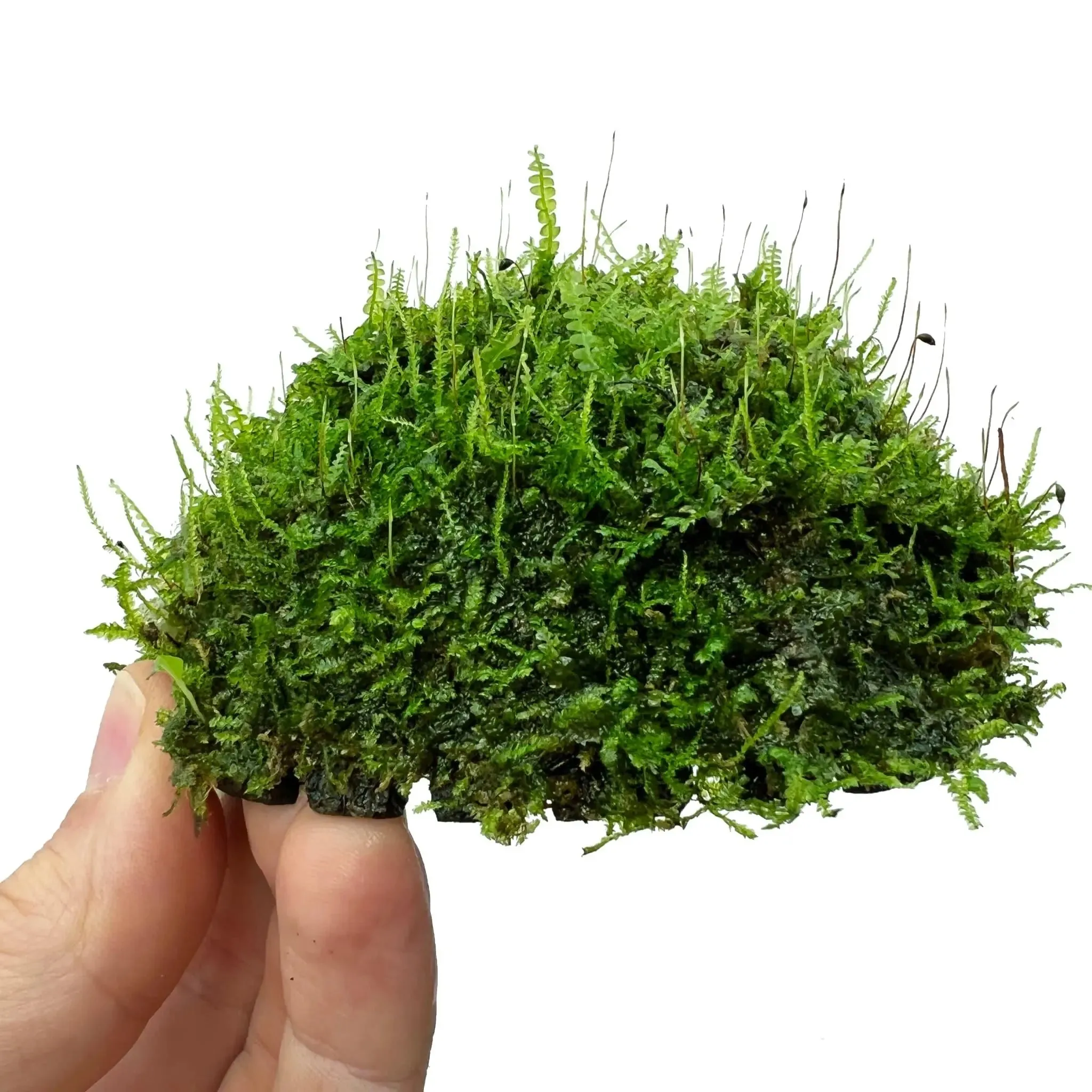 Half Coconut with Java Moss
