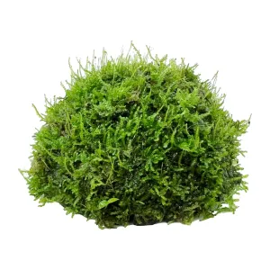 Half Coconut with Java Moss