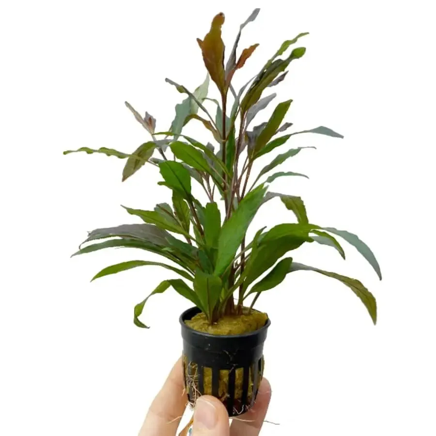 Hygrophila angustifolia rubra